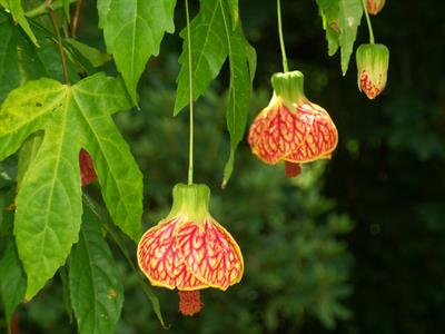 Abutilon pictum